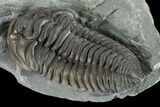 Nice, Prone Flexicalymene Trilobite - Mt Orab, Ohio #133901-4